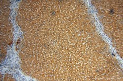 UGT2B7 Rabbit anti-Human, Mouse, Polyclonal, Proteintech:Antibodies:Primary