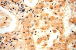 AMZ2 Rabbit anti-Human, Mouse, Rat, Polyclonal, Proteintech:Antibodies:Primary