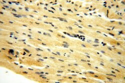 AMZ2 Rabbit anti-Human, Mouse, Rat, Polyclonal, Proteintech:Antibodies:Primary