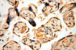 AMZ2 Rabbit anti-Human, Mouse, Rat, Polyclonal, Proteintech:Antibodies:Primary