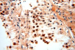 AMZ2 Rabbit anti-Human, Mouse, Rat, Polyclonal, Proteintech:Antibodies:Primary