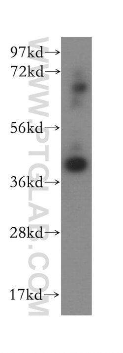 AMZ2 Rabbit anti-Human, Mouse, Rat, Polyclonal, Proteintech 150 &mu;L; Unconjugated 