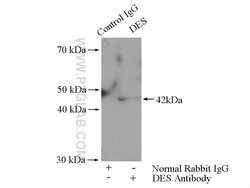 Haptoglobin Rabbit anti-Human, Mouse, Rat, Polyclonal, Proteintech 150