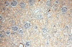 GTDC1 Rabbit anti-Human, Mouse, Rat, Polyclonal, Proteintech 150 &mu;L;