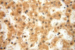 GTDC1 Rabbit anti-Human, Mouse, Rat, Polyclonal, Proteintech 150 &mu;L;