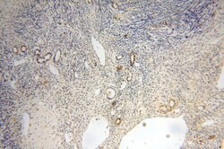 GTDC1 Rabbit anti-Human, Mouse, Rat, Polyclonal, Proteintech 150 &mu;L;