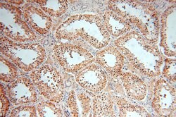GTDC1 Rabbit anti-Human, Mouse, Rat, Polyclonal, Proteintech 150 &mu;L;