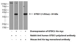 GTDC1 Rabbit anti-Human, Mouse, Rat, Polyclonal, Proteintech 150 &mu;L;