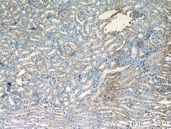 HPSE Rabbit anti-Human, Mouse, Rat, Polyclonal, Proteintech:Antibodies:Primary