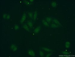 POLR1D Rabbit anti-Human, Mouse, Rat, Polyclonal, Proteintech:Antibodies:Primary