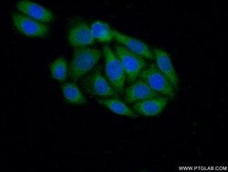 CRK Rabbit anti-Human, Mouse, Polyclonal, Proteintech 150 &mu;L; Unconjugated:Antibodies,