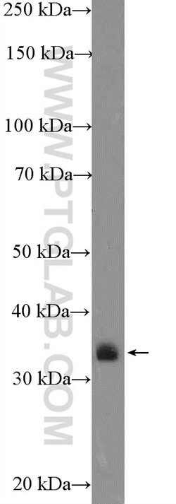 CRK Rabbit anti-Human, Mouse, Polyclonal, Proteintech 150 &mu;L; Unconjugated:Antibodies,