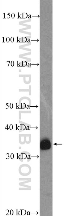 CRK Rabbit anti-Human, Mouse, Polyclonal, Proteintech 150 &mu;L; Unconjugated:Antibodies,