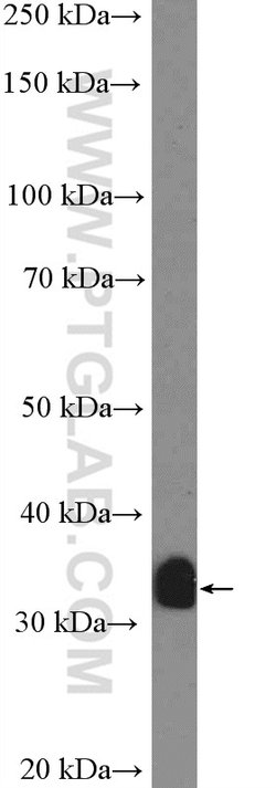 CRK Rabbit anti-Human, Mouse, Polyclonal, Proteintech 150 &mu;L; Unconjugated:Antibodies,