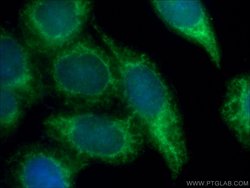 CRK Rabbit anti-Human, Mouse, Polyclonal, Proteintech 150 &mu;L; Unconjugated:Antibodies,
