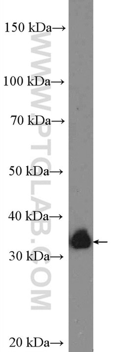CRK Rabbit anti-Human, Mouse, Polyclonal, Proteintech 150 &mu;L; Unconjugated:Antibodies,