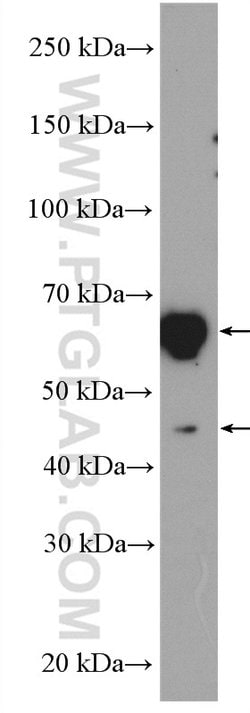ATL2 Rabbit anti-Human, Polyclonal, Proteintech:Antibodies:Primary Antibodies