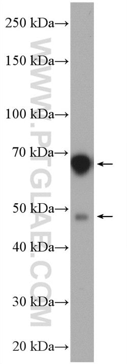 ATL2 Rabbit anti-Human, Polyclonal, Proteintech:Antibodies:Primary Antibodies