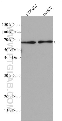 ATL2 Rabbit anti-Human, Polyclonal, Proteintech:Antibodies:Primary Antibodies