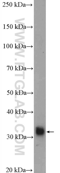 ALY Rabbit anti-Human, Mouse, Rat, Polyclonal, Proteintech:Antibodies:Primary