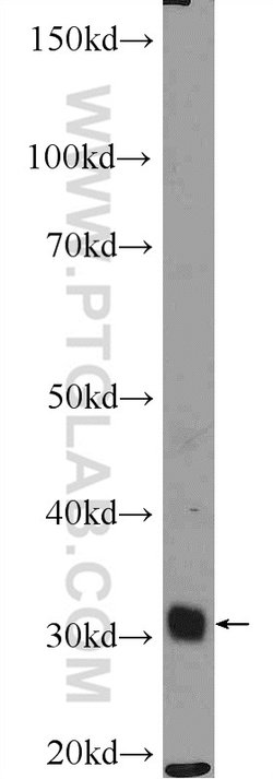 ALY Rabbit anti-Human, Mouse, Rat, Polyclonal, Proteintech:Antibodies:Primary