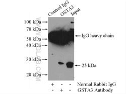GSTA3 Rabbit anti-Human, Mouse, Rat, Polyclonal, Proteintech 150 &mu;L;