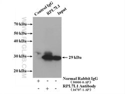 RPL7L1 Rabbit anti-Human, Mouse, Rat, Polyclonal, Proteintech 20 &mu;L;