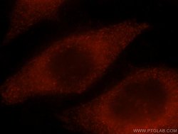 Proteintech NPL Rabbit anti-Human, Mouse, Rat, Polyclonal, Proteintech