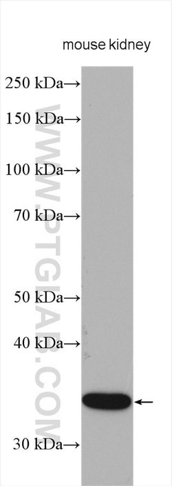 NPL Rabbit anti-Human, Mouse, Rat, Polyclonal, Proteintech:Antibodies:Primary