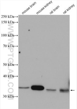 NPL Rabbit anti-Human, Mouse, Rat, Polyclonal, Proteintech:Antibodies:Primary