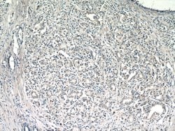 TMEM71 Rabbit anti-Human, Polyclonal, Proteintech 150 &mu;L; Unconjugated:Antibodies,