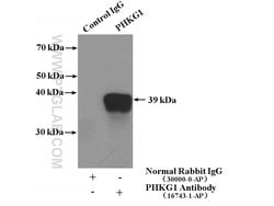 PHKG1 Rabbit anti-Human, Mouse, Rat, Polyclonal, Proteintech 20 &mu;L;