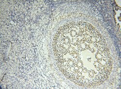 FOXP4 Rabbit anti-Human, Mouse, Rat, Polyclonal, Proteintech 150 &mu;L;