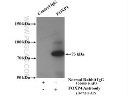 FOXP4 Rabbit anti-Human, Mouse, Rat, Polyclonal, Proteintech 150 &mu;L;