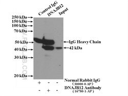 Proteintech DNAJB12 Rabbit anti-Human, Mouse, Rat, Polyclonal, Proteintech