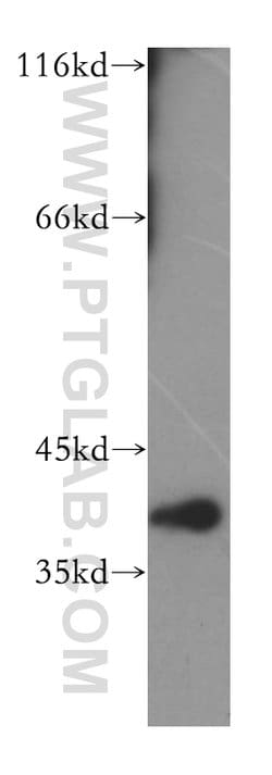 DNAJB12 Rabbit anti-Human, Mouse, Rat, Polyclonal, Proteintech:Antibodies:Primary