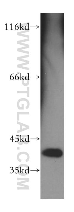 DNAJB12 Rabbit anti-Human, Mouse, Rat, Polyclonal, Proteintech:Antibodies:Primary