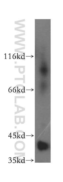 DNAJB12 Rabbit anti-Human, Mouse, Rat, Polyclonal, Proteintech:Antibodies:Primary
