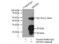 MED30 Rabbit anti-Human, Mouse, Polyclonal, Proteintech 150 &mu;L; Unconjugated:Antibodies,