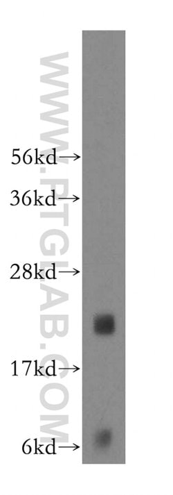 MED30 Rabbit anti-Human, Mouse, Polyclonal, Proteintech 150 &mu;L; Unconjugated:Antibodies,