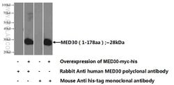 MED30 Rabbit anti-Human, Mouse, Polyclonal, Proteintech 150 &mu;L; Unconjugated:Antibodies,