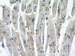 GLOD4 Rabbit anti-Human, Mouse, Rat, Polyclonal, Proteintech 150 &mu;L;