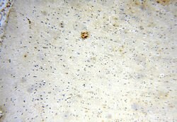 METTL5 Rabbit anti-Human, Mouse, Rat, Polyclonal, Proteintech:Antibodies:Primary