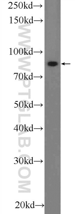 PLCD3 Rabbit anti-Human, Mouse, Rat, Polyclonal, Proteintech 150 &mu;L;