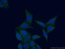 MRPL52 Rabbit anti-Human, Mouse, Rat, Polyclonal, Proteintech 150 &mu;L;
