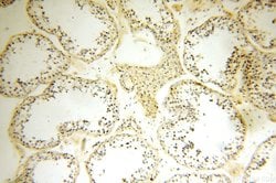 MRPL52 Rabbit anti-Human, Mouse, Rat, Polyclonal, Proteintech 150 &mu;L;