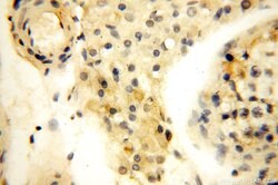 MRPL52 Rabbit anti-Human, Mouse, Rat, Polyclonal, Proteintech 150 &mu;L;