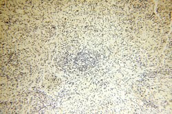 MRPL52 Rabbit anti-Human, Mouse, Rat, Polyclonal, Proteintech 150 &mu;L;