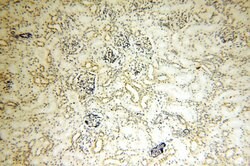 MRPL52 Rabbit anti-Human, Mouse, Rat, Polyclonal, Proteintech 150 &mu;L;