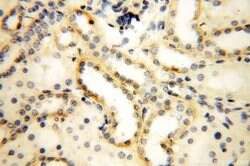 MRPL52 Rabbit anti-Human, Mouse, Rat, Polyclonal, Proteintech 150 &mu;L;